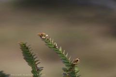 Phyllanthus gardnerianus